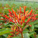 Hamelia patens “Fire Bush”