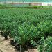 Ficus hawaii “Green Island”