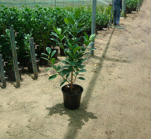 Ficus hawaii “Green Island”