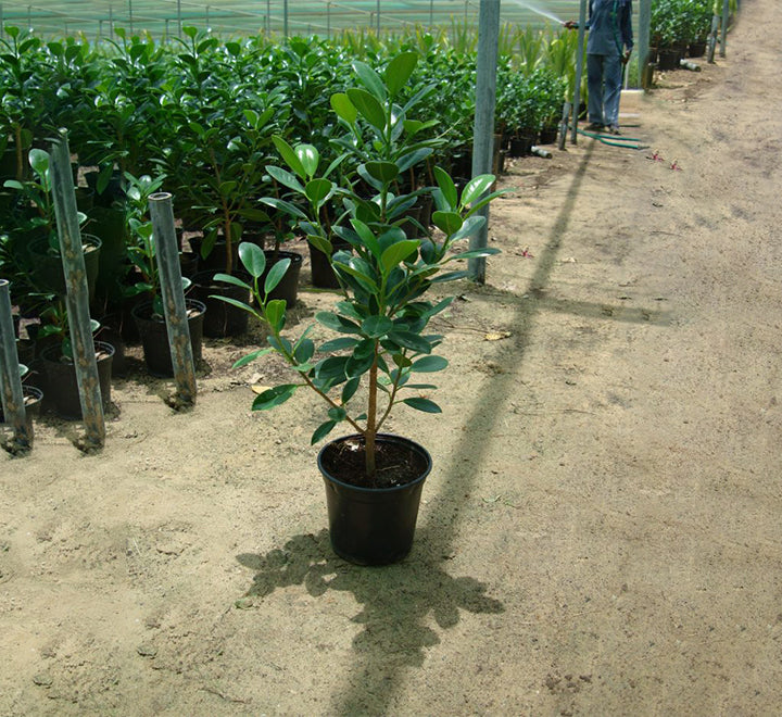 Ficus hawaii “Green Island”