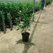 Ficus hawaii “Green Island”