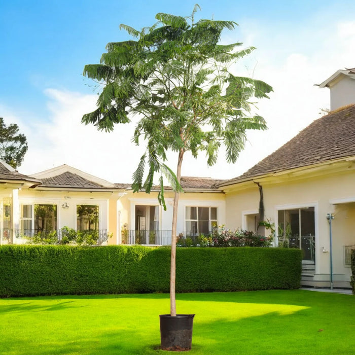 Delonix Regia, Flame Tree or Royal Poinciana