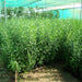 Dodonaea viscosa “Hopbush”