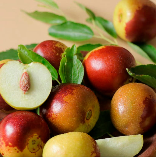 Ziziphus Jujuba Red Apple