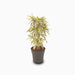 Dracaena Reflexa – Song of India