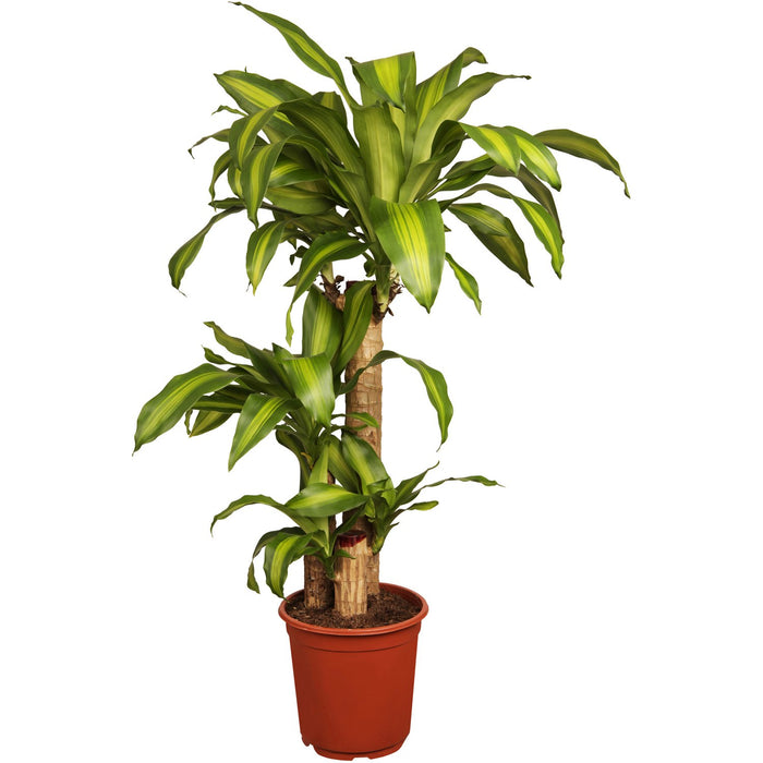 Dracaena Fragrans  "Massangeana"
