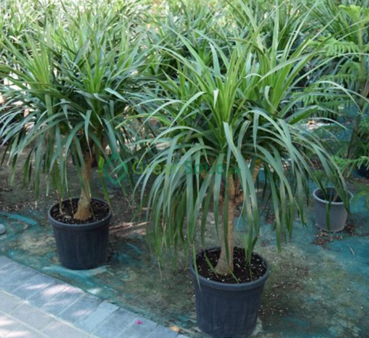 Dracaena draco, Drago or Dragon Tree
