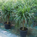 Dracaena draco, Drago or Dragon Tree