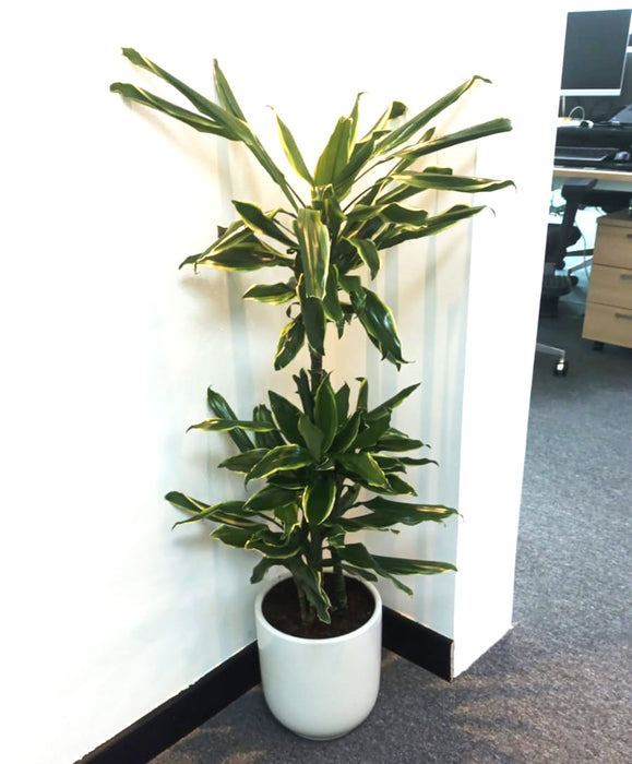 Dracaena Fragrans  "Golden Coast"