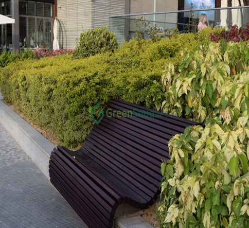 Duranta gold Green Souq
