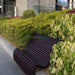 Duranta gold Green Souq
