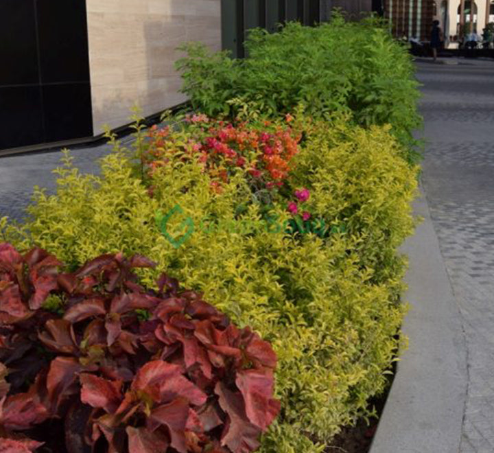 Duranta Repens, Duranta Gold or Golden Dew Drop 30-40cm