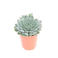 Echeveria Echeveria rundelii