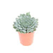 Echeveria Echeveria rundelii