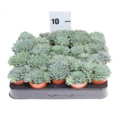 Echeveria Echeveria rundelii