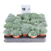 Echeveria Echeveria rundelii