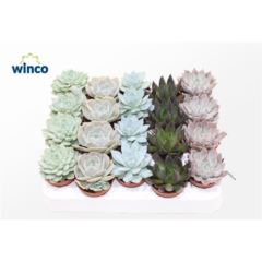 Echeveria mixed Echeveria mixed (5 Spc.)