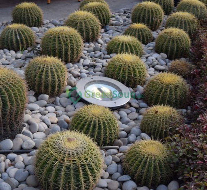 Echinocactus Grusonii, Golden Barrel Cactus, Mother-in-law Cushion or Ball Cactus