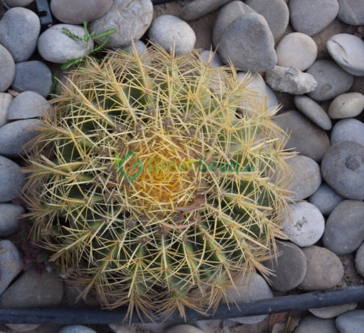 ball cactus Echinocactus grusonii (Golden Barrel Cactus, Mother-in-law Cushion) 30-40cm Spread