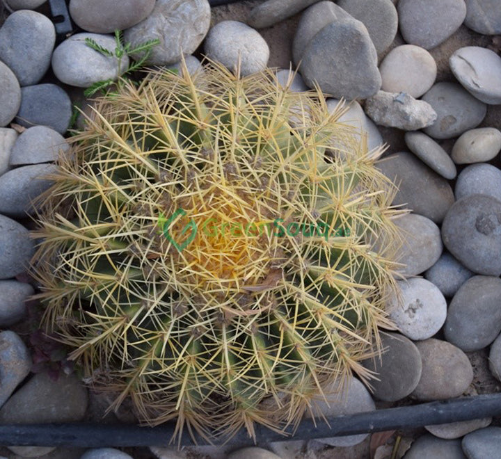 ball cactus Echinocactus grusonii (Golden Barrel Cactus, Mother-in-law Cushion) 30-40cm Spread