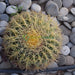 ball cactus Echinocactus grusonii (Golden Barrel Cactus, Mother-in-law Cushion) 30-40cm Spread