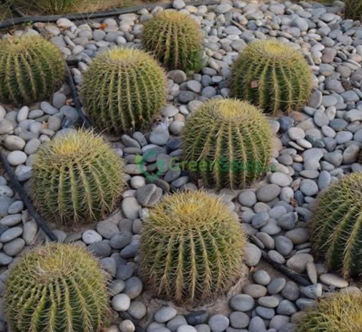 Echinocactus Grusonii, Golden Barrel Cactus, Mother-in-law Cushion or Ball Cactus