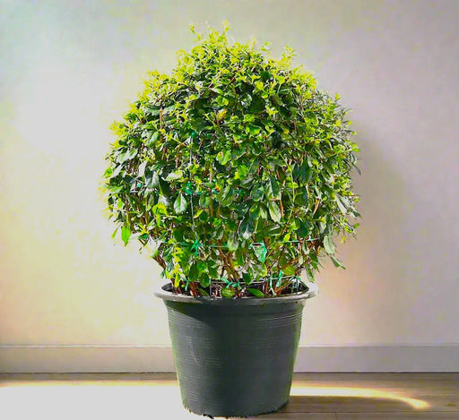 Ehretia Microphylla