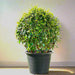 Ehretia Microphylla