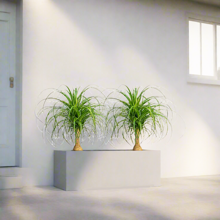 Ponytail Palm Indoor Pair in Rectangular Fiber Glass Planter (GRP) (60x30x30cm)