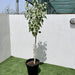 Ficus virens Green Souq