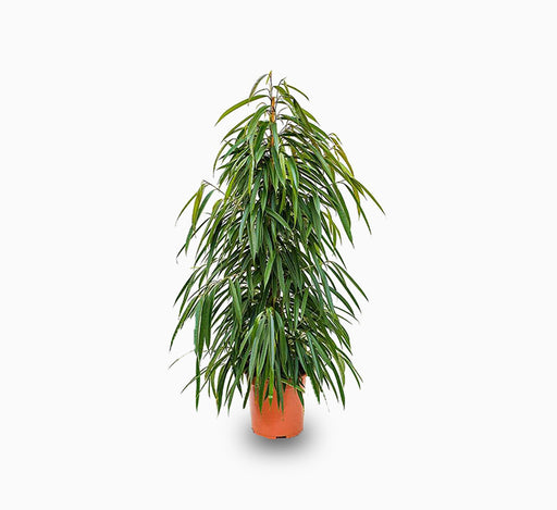 Ficus Amstel Queen