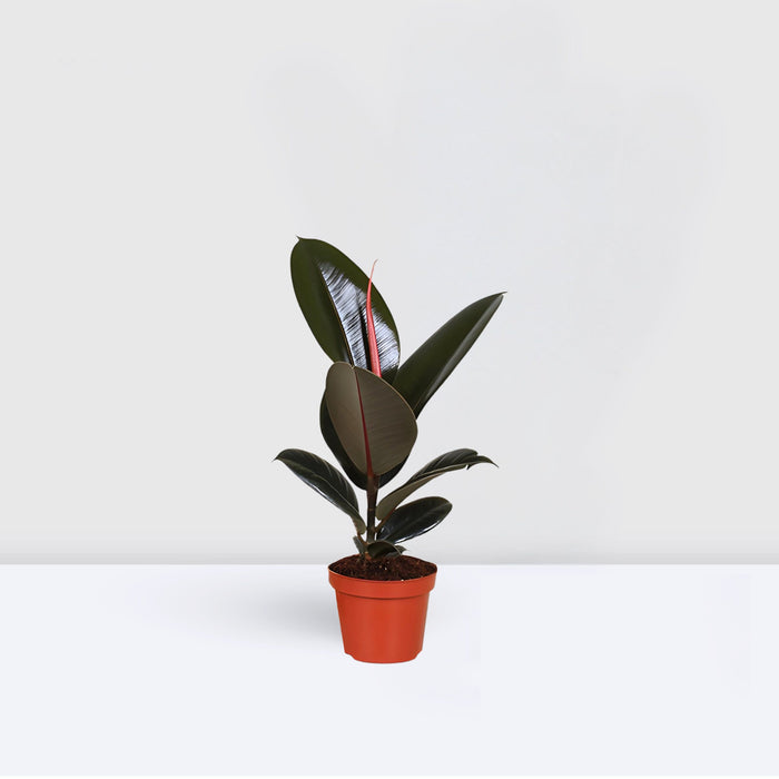 Ficus elastic Abidjan 30 – 40cm