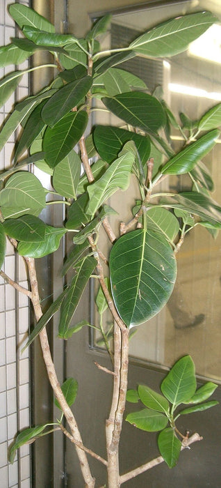 Ficus altissima green souq