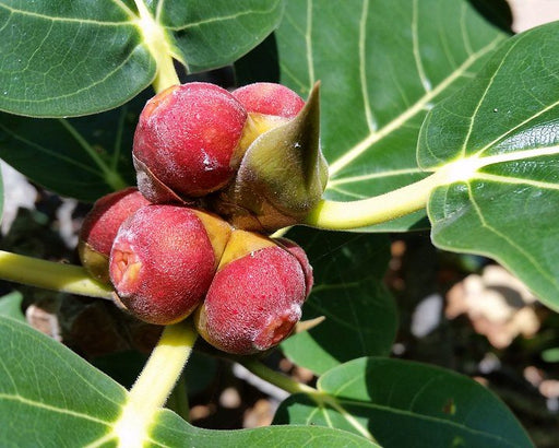 Ficus Benghalensis Green Souq