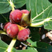 Ficus Benghalensis Green Souq