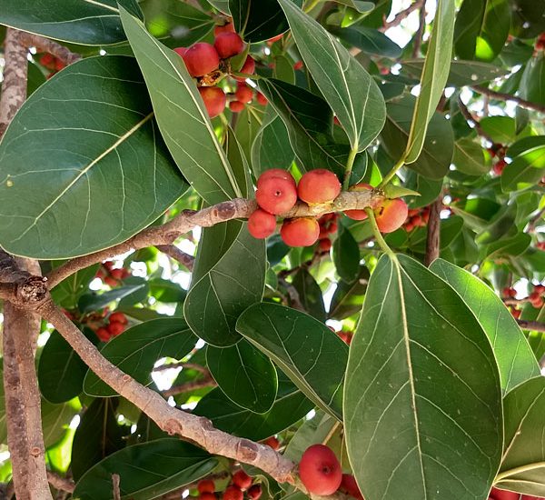 Ficus benghalensis Green Souq