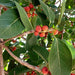Ficus benghalensis Green Souq