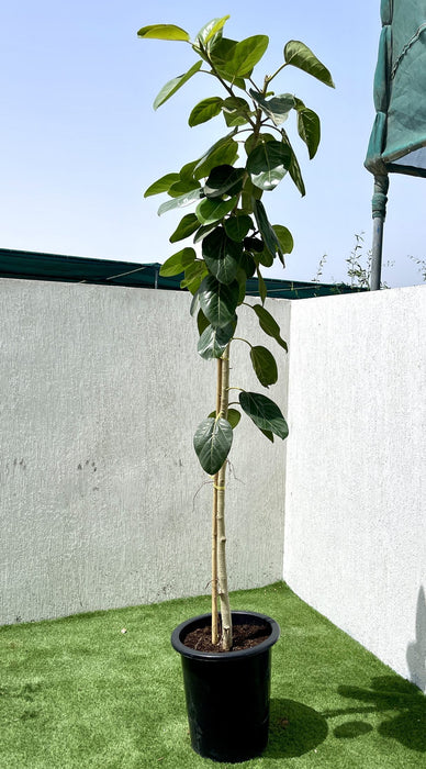 Ficus benghalensis Green Souq