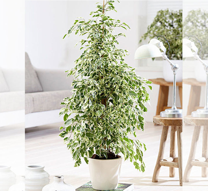 Ficus benjamina Or Twilight 100 cm to 120 cm