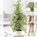 Ficus benjamina Or Twilight 100 cm to 120 cm