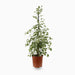 Ficus benjamina Or Twilight 100 cm to 120 cm
