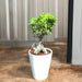 ficus geinsing