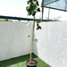 Ficus religiosa Green Souq