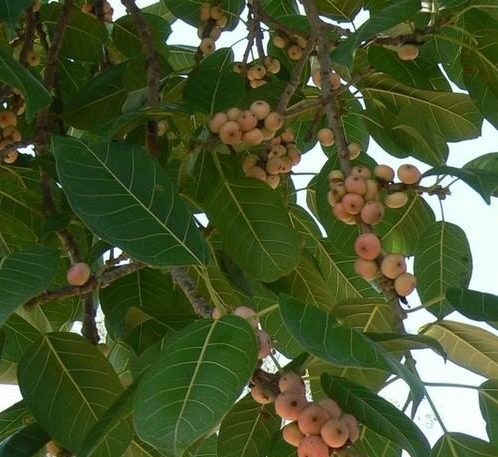 Ficus virens Green Souq