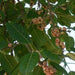 Ficus virens Green Souq
