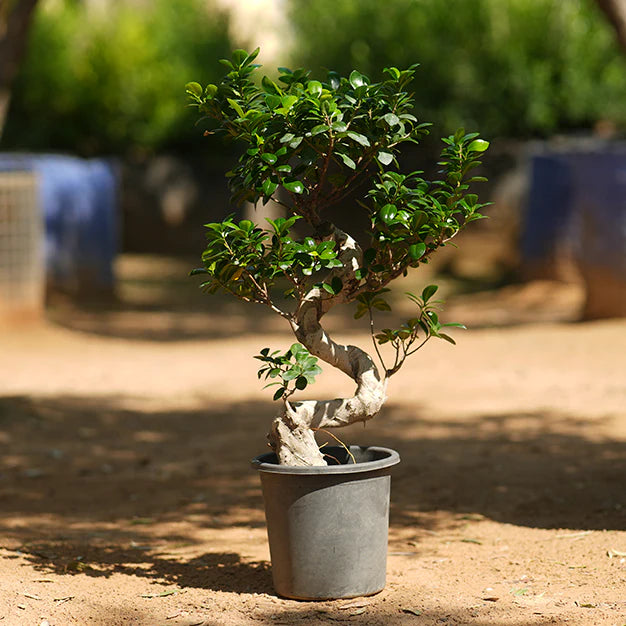 s shape ficus bonsai