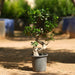 s shape ficus bonsai