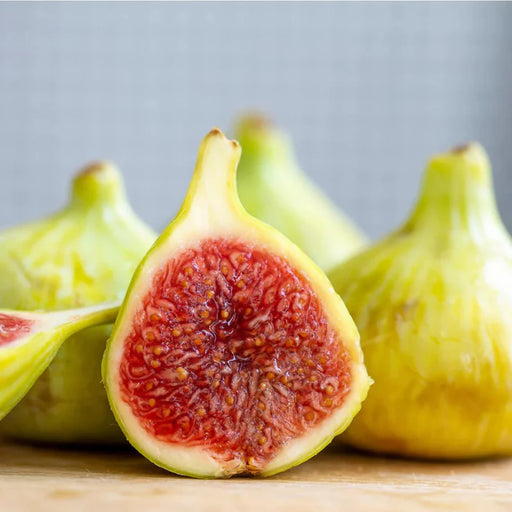 Fig Tree White