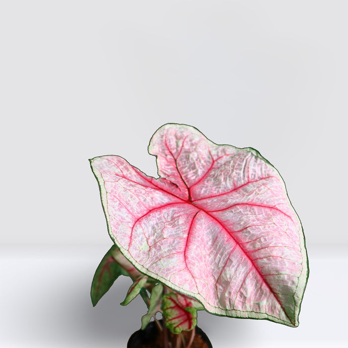 Caladiums or Angel Wings "Assorted" Top Quality Indoor Plants"