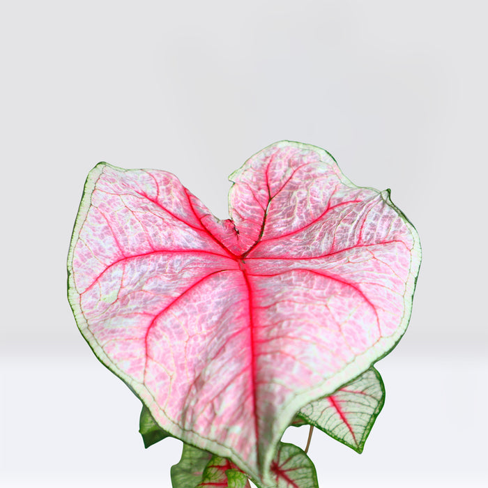 Caladiums or Angel Wings "Assorted" Top Quality Indoor Plants"